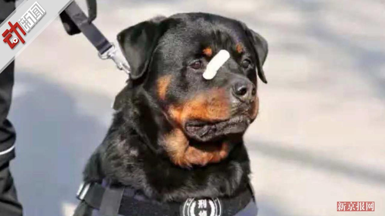 火了!警犬参加技术比赛训练时受伤 创可贴贴脸萌帅萌帅的